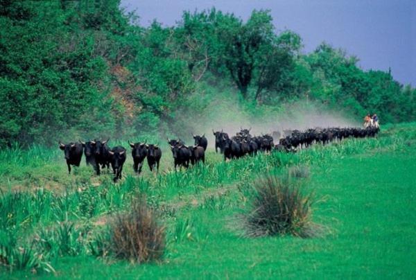 Вилла Joli Mazet Provencal De Camargue Арль Экстерьер фото