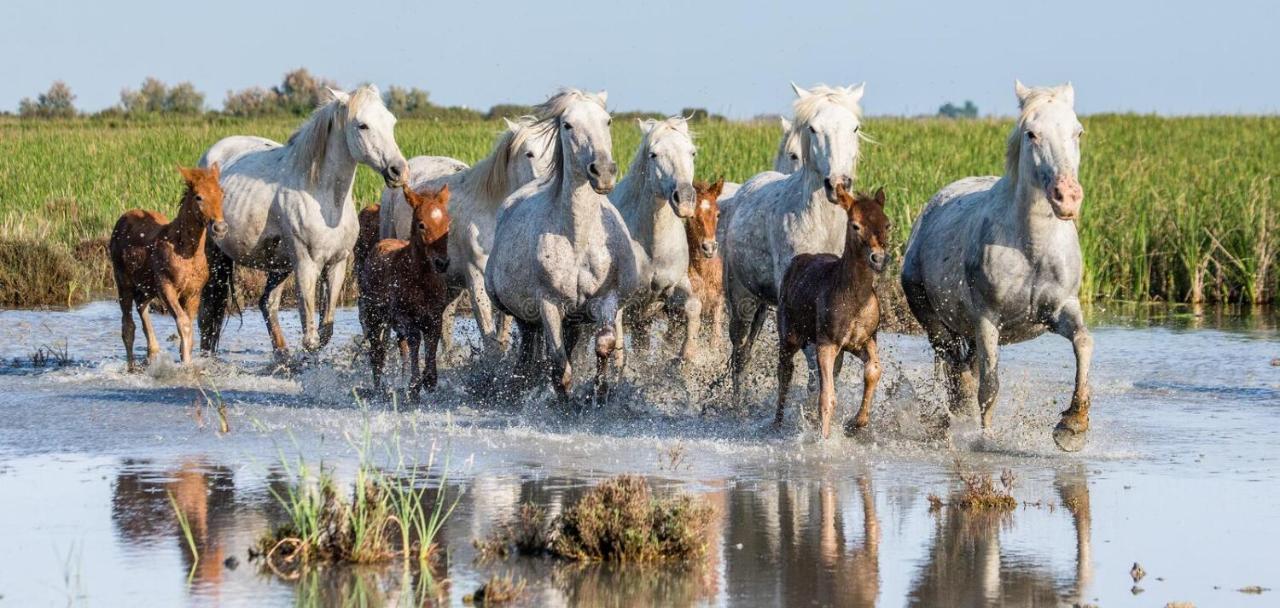 Вилла Joli Mazet Provencal De Camargue Арль Экстерьер фото